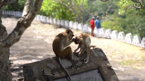 Little-mother-Ceylon-crowned-monkey-grooms-her-child-on-a-stone-wall-and-tries-to-bite-something-out-of-its-fur-while-in-the-background-tourists-enjoy-nature-in-Sri-Lanka