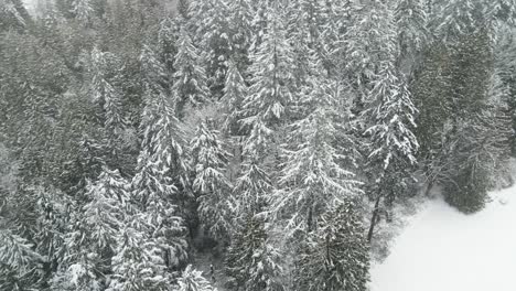 Dense-snow-covered-evergreen-forest-in-a-snowstorm,-aerial-orbit