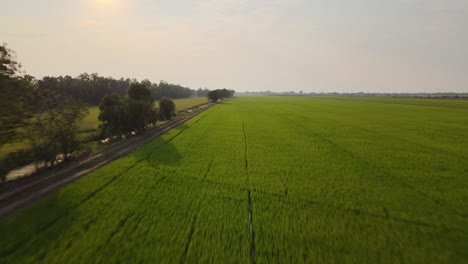 Low-Flying-Drone-Shot-Alongside-a-Dirt-Track-Between-Two-Lush-Green-Paddy-Fields-in-Thailand