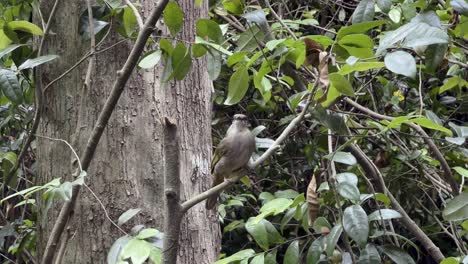 Oriental,-dainty,-small-headed-olive-winged-bulbul,-pycnonotus-plumosus-standing-on-a-tree-branch-and-wondering-around-its-surroundings-in-lowland-forest-environment