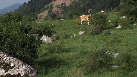 cows-grazing-on-mountain-pasture,-hiker-on-vacations-walks-by-in-distance