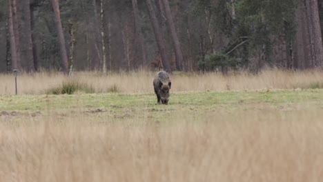 Big-wild-boar-alone-on-an-open-area-in-the-forest