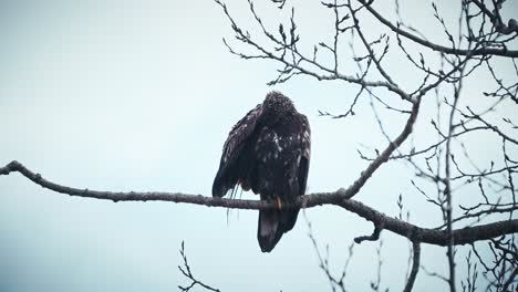 Young-Bald-Eagle-grooming-feathers-with-beak