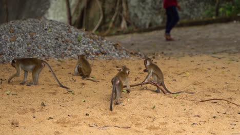 four-little-Ceylon-Hat-Monkeys-sit-in-the-sand-looking-for-food-while-busily-looking-around