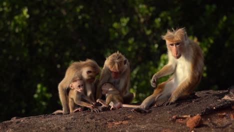 Ceylon-crowned-monkey-is-scratching-his-right-leg-while-next-to-him-two-baby-monkeys-frolic-among-the-other-monkeys-in-the-sunlight-on-the-red-Pidurangala-rock-in-Sri-Lanka