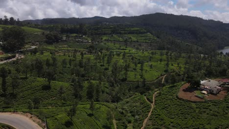 Beautiful-green-tea-plantations-with-multiple-hiking-trails-through-the-tea-estates-in-Ella-in-Sri-Lanka-on-a-slightly-cloudy-day