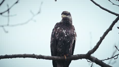 Young-Bald-Eagle-sitting-still-on-a-treetop-branch