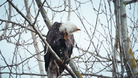 Bald-Eagle-scratching-head-with-sharp-talons