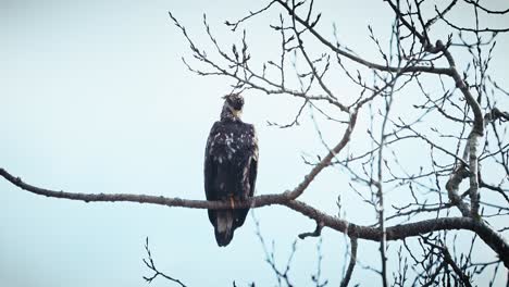 Young-Bald-Eagle-pruning-neck-feathers-with-beak