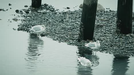 Three-seagulls-on-the-edge-of-a-rocky-beach
