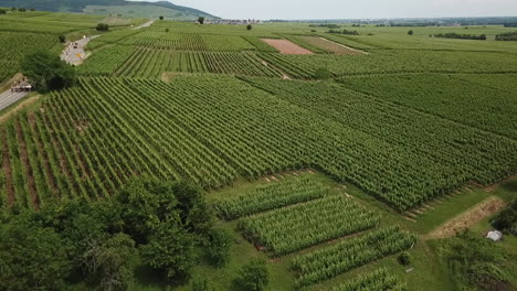Eine-Weiterführende-Luftaufnahme-Des-Weiten-Feldes-Mit-Getreide-Und-Vegetation,-Während-Nach-Rechts-Geschwenkt-Wird