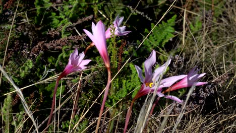 Close-shot-of-wildflowers-in-the-sierra