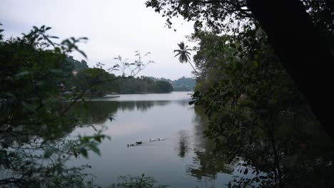 Two-dark-and-two-white-ducks-swim-across-the-reflective-Kandy-Lake-in-Sri-Lanka-on-a-cloudy-day-as-seen-from-the-bushes-with-a-leaning-palm-tree-in-the-background