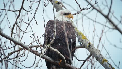 Bald-Eagle-sitting-still-in-bare-tree-branches
