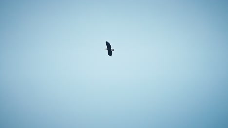 águila-Calva-Volando-Alto-Contra-Cielos-Azules-Claros