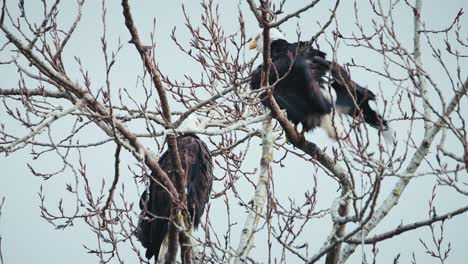 Two-Bald-Eagles-sitting-in-sparse-treetop-branches