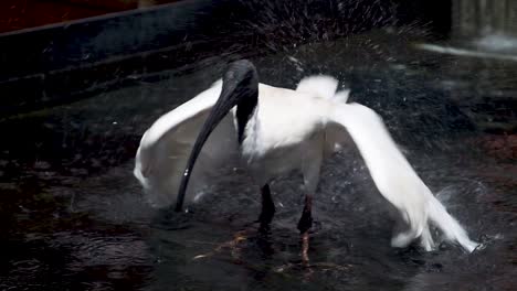 Australian-White-Ibis-bathes-in-fountain-in-Brisbane-City,-slow-motion