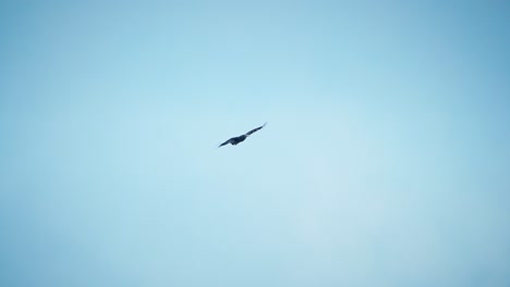Joven-águila-Calva-Volando-En-Un-Cielo-Azul-Claro