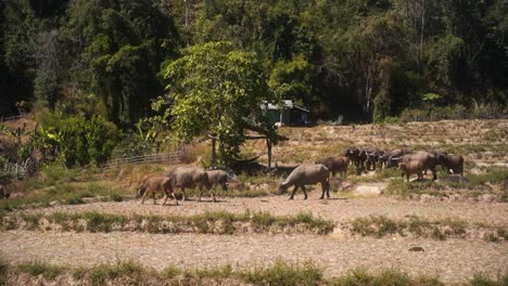 Eine-Gruppe-Thailändischer-Kühe-Mit-Riesigen-Hörnern-Grasen-Auf-Dem-Trockenen-Boden-In-Thailand-Inmitten-Der-Grünen-Natur