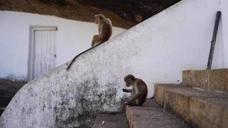 Little-Ceylon-Crowned-Monkey-sits-on-a-step-eating-with-his-hands-while-another-wild-monkey-in-the-background-looks-around-on-a-slanted-stair-railing-in-Sri-Lanka