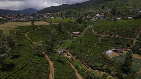 Kleine-Hütten-Und-Häuser-Zwischen-Den-Hohen-Grünen-Teeplantagen-Auf-Steilen-Hügeln-Mit-Mehreren-Gewundenen-Fußwegen-Durch-Die-Teeplantagen-In-Ella-In-Sri-Lanka-An-Einem-Bewölkten-Tag