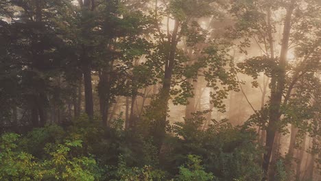 Medium-wide-left-dolly-shot-of-a-misty-and-sunny-forest-in-Poland-early-in-the-morning