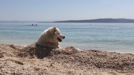 Lustiger-Samoyed-hund-Am-Adriatischen-Meeresstrand-In-Kroatien-Im-Sommer,-Entspannend-Unter-Dem-Sand-An-Einem-Warmen-Sonnigen-Tag