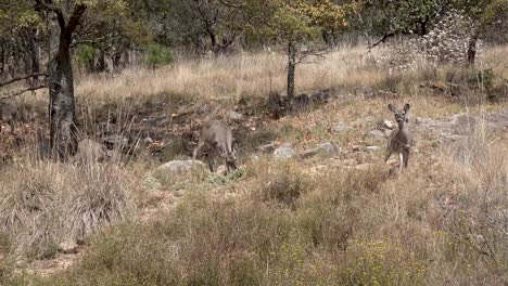 Deer-in-one-of-the-forests-of-Mexico,-in-the-state-of-Querétaro
