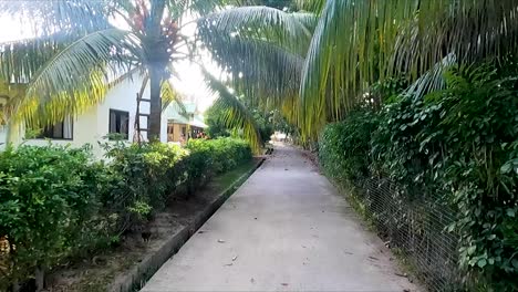 Radeln-Durch-Kleine-Palmenbewachsene-Tropische-Straßen-Auf-Den-Seychellen-Der-Insel-La-Digue