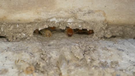 A-slow-push-towards-termite-colony-in-the-walls-of-a-garage-in-a-home-shot-on-a-Super-Macro-lens-almost-National-Geographic-style