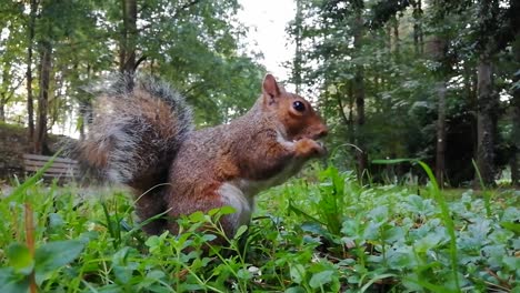 Cute-squirrel-is-eating-while-standing-in-the-grass-surrounded-by-trees-in-the-park