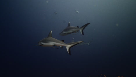 Tiburón-Gris-En-Agua-Azul