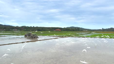 Scenic-View-Of-Cattle-Egrets-Flying-Over-Paddy-Fields-With-Plowing-Farm-Tractors-In-Kampung-Mawar,-Langkawi,-Malaysia