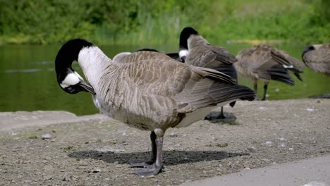 close-ups-of-geese-grooming-at-the-side-of-a-lake-in-stamford-park-in-Manchester