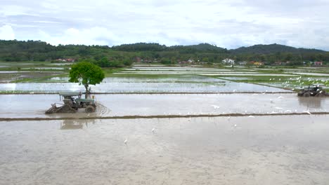 Vögel-Fliegen-über-überschwemmte-Reisfelder-In-Malaysia,-Drohne-Seitlich