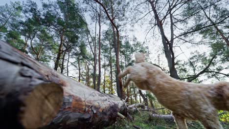 Perro-Goldendoodle-Saltando-Sobre-El-Tronco-Del-árbol-En-El-Bosque-En-Cámara-Lenta
