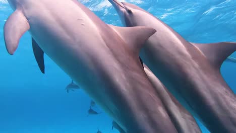 Pod-Of-Beautiful-Bottlenose-Dolphins-Swimming-In-The-Red-Sea-In-Sataya-Reef,-Egypt