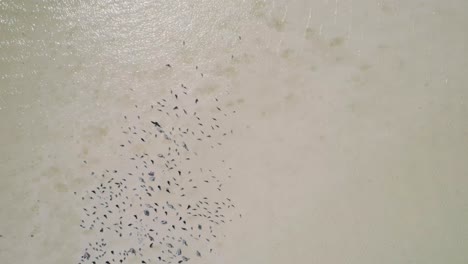 Überkopfaufnahme-Von-Vogelschwärmen,-Die-Auf-Der-Wasseroberfläche-Ruhen,-Holbox,-Mexiko