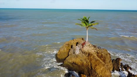 Tambaba-Beach-Drone-Flys-around-Rock-with-solo-Palm-Tree-Chillin-in-the-Wind-in-Ocean