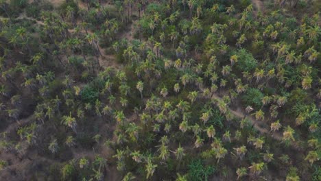 Luftbild-Von-Oben-Nach-Unten-Auf-Einen-Palmen--Oder-Kokospalmenwald-In-Gwalior