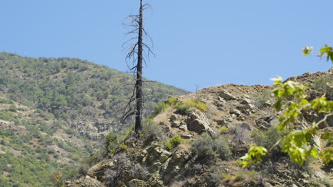 Descending-shot-of-burnt-tree-on-a-rocky-hillside-with-mountains-in-the-background-located-in-Santa-Paula-Punch-Bowls-Southern-California