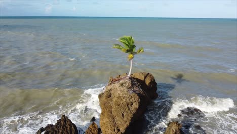 Tambaba-Beach-Drone-Flys-around-solo-Rock-with-Palm-Tree-on-top-In-Ocean