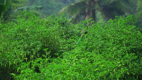 Zeitlupenaufnahme-Eines-Bauern,-Der-Dünger-Auf-Die-Chiliplantage-Im-Dschungel-Von-Indonesien-Sprüht