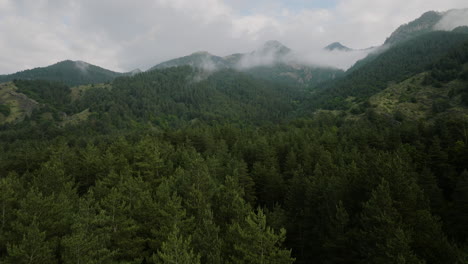 Fly-Over-Pine-Forest-Woods-In-Borjomi-Nature-Reserve-In-Samtskhe-Javakheti,-Lesser-Caucasus,-Georgia