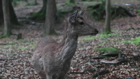 Young-white-tailed-deer-standing-alone-in-the-middle-of-the-forest,-Nara-Park