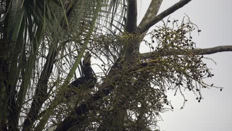 Ein-Orientalischer-Nashornvogel,-Der-Sich-An-Einem-Nebligen-Morgen-Im-Chitwan-Nationalpark-In-Nepal-Von-Der-Frucht-In-Einem-Baum-Ernährt