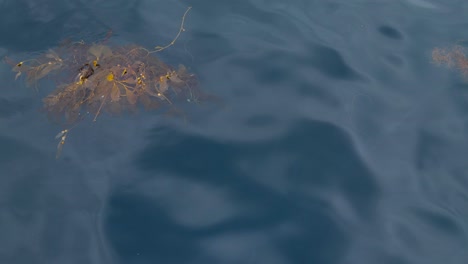 drone-view-of-small-piece-of-kelp