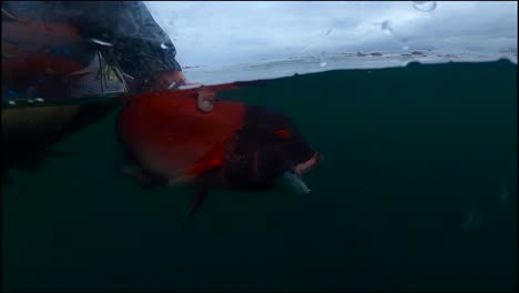 Unterwasserfischfreigabe-Eines-Kalifornischen-Männlichen-Schafkopfes-In-Zeitlupe-Mit-Leuchtend-Roten-Farben
