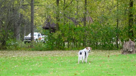 Schöner-Weißer-Hund,-Der-Bei-Windigem-Wetter-In-Grüner-Natur-Spazieren-Geht,-Blätter-Fallen-Rundherum
