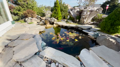 Japanese-variegated-carps-swimming-in-garden-pond